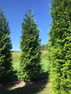 Grote Haagconifeer (Thuja Plicata 'Excelsa') -Planten Verkoopwinkel thuja plic excelsa 400450 2