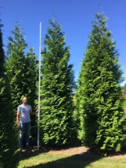 Grote Haagconifeer (Thuja Plicata 'Excelsa') -Planten Verkoopwinkel thuja plic excelsa 500550 2