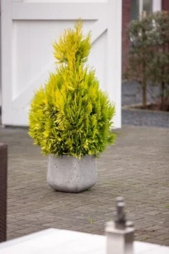 Levensboom (Thuja Plicata '4ever Goldy') -Planten Verkoopwinkel thuja plicata 4ever goldy pbr 1