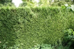 Levensboom (Thuja Plicata 'Atrovirens') -Planten Verkoopwinkel thuja plicatum atrovirens 1
