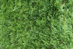 Levensboom (Thuja Plicata 'Atrovirens') -Planten Verkoopwinkel thuja plicatum atrovirens 2