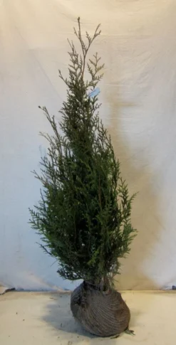 Levensboom (Thuja Plicata 'Atrovirens') -Planten Verkoopwinkel thujapatrovirens100 125