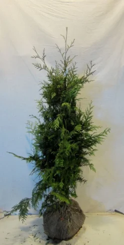 Reuzenlevensboom (Thuja Plicata 'Excelsa') -Planten Verkoopwinkel thujapexcelsa100 125