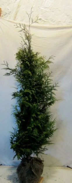 Reuzenlevensboom (Thuja Plicata 'Excelsa') -Planten Verkoopwinkel thujapexcelsa150 175