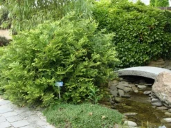 Thujopsis (Thujopsis Dolabrata) -Planten Verkoopwinkel thujopsis dolabrata