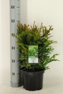 Thujopsis (Thujopsis Dolabrata) -Planten Verkoopwinkel thujopsis dolobrata winter c3 m 1