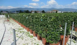 Toscaanse Jasmijn Als Leivorm(Trachelospernum Jasminoides) -Planten Verkoopwinkel trachelospermum jasminoides 52x110 leivorm 2