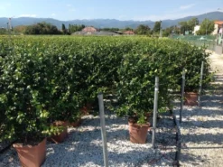 Toscaanse Jasmijn Als Leivorm(Trachelospernum Jasminoides) -Planten Verkoopwinkel trachelospernum jasminoides lage leivorm