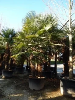 Winterharde Palm Meerstammig (Trachycarpus Fortunei) -Planten Verkoopwinkel trachycarpus fortunei 3 stammig