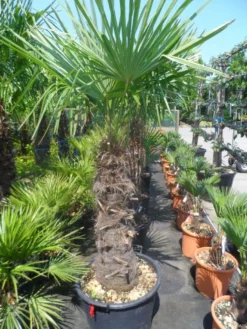 Winterharde Palm (Trachycarpus Fortunei) -Planten Verkoopwinkel trachycarpus fortunei 80 100stam
