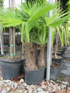 Winterharde Palm Meerstammig (Trachycarpus Fortunei) -Planten Verkoopwinkel trachycarpus fortunei multistam