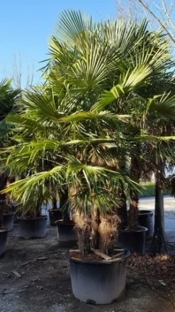 Winterharde Palm Meerstammig (Trachycarpus Fortunei) -Planten Verkoopwinkel trachycarpus meerstammig