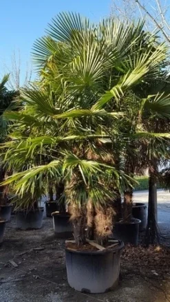 Winterharde Palm Meerstammig (Trachycarpus Fortunei) -Planten Verkoopwinkel trachycarpus meerstammig 2