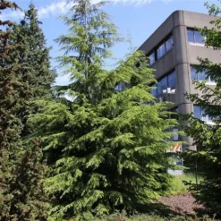 Westelijke Hemlockspar (Tsuga Heterophylla) -Planten Verkoopwinkel tsuga heterophylla