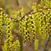 Staartaar (Stachyurus Praecox)