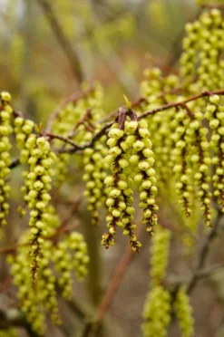 Staartaar (Stachyurus Praecox)