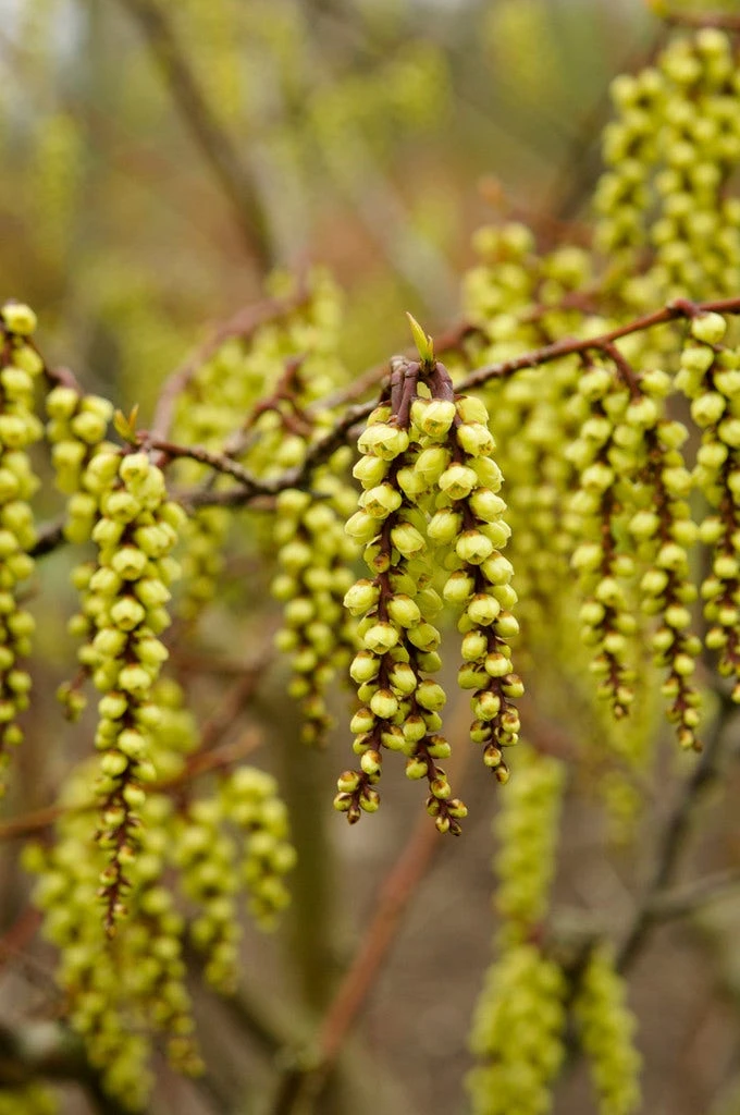 Staartaar (Stachyurus Praecox) 1 Staartaar (Stachyurus Praecox)