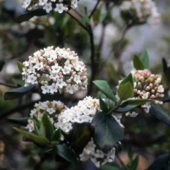 Sneeuwbal (Viburnum Burkwoodii) -Planten Verkoopwinkel viburkwo 14 1