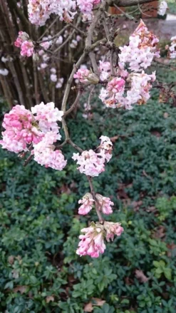 Sneeuwbal (Viburnum Bodnantense 'Dawn') -Planten Verkoopwinkel viburnum bodn. charles lamont 2