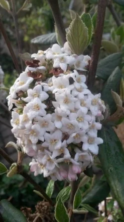 Sneeuwbal (Viburnum Burkwoodii) -Planten Verkoopwinkel viburnum burkwoodii2 1