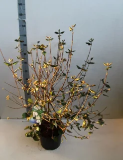 Sneeuwbal (Viburnum Burkwoodii) -Planten Verkoopwinkel viburnum burkwoodii 80 100 cm co. 7.5l v kopie 1