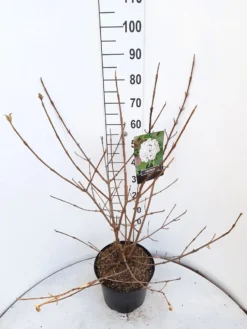 Sneeuwbal (Viburnum Carlcephalum) -Planten Verkoopwinkel viburnum carlecephalum c10 v01