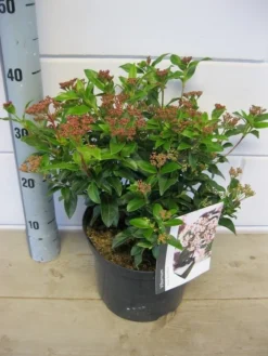Groenblijvende Sneeuwbal (Viburnum Tinus 'Eve Price') -Planten Verkoopwinkel viburnum eve price c5 6 11 2018 2