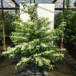 Japanse Sneeuwbal (Viburnum Plicatum 'Kilimandjaro Sunrise') -Planten Verkoopwinkel viburnum plic. kilimandjaro 150 175 c50