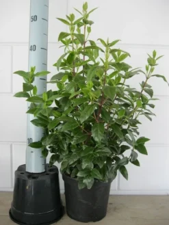 Sneeuwbal (Viburnum Tinus 'Spirit') -Planten Verkoopwinkel viburnum tinus 40 50 c3 april 2 2