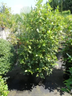 Groenblijvende Sneeuwbal (Viburnum Tinus 'Eve Price') -Planten Verkoopwinkel viburnum tinus eve price 125 150 c50