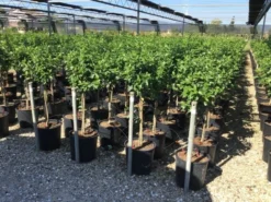 Sneeuwbal Op Stam (Viburnum Tinus 'Eve Price') -Planten Verkoopwinkel viburnum tinus eve price 50cm stem 1