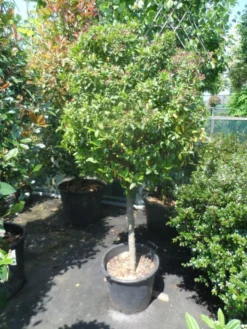 Sneeuwbal Op Stam (Viburnum Tinus 'Eve Price') -Planten Verkoopwinkel viburnum tinus eve price 70 80stam c50 extra 1