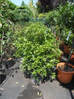 Groenblijvende Sneeuwbal (Viburnum Tinus 'Eve Price') -Planten Verkoopwinkel viburnum tinus eve price 80 100 c20