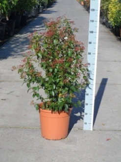 Groenblijvende Sneeuwbal (Viburnum Tinus 'Eve Price') -Planten Verkoopwinkel viburnum tinus eve price 80 100 c20 1