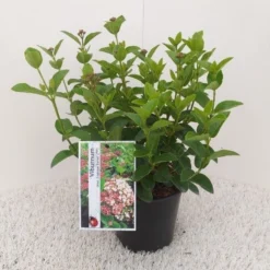 Sneeuwbal (Viburnum Tinus 'Lisa Rose') -Planten Verkoopwinkel viburnum tinus lisarose