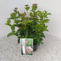 Sneeuwbal (Viburnum Tinus 'Lisa Rose') -Planten Verkoopwinkel viburnum tinus lisarose pbr