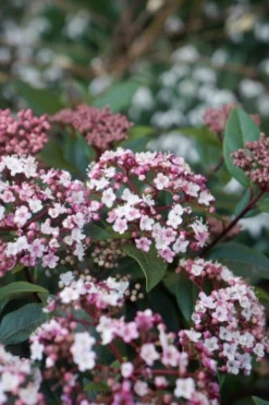 Sneeuwbal (Viburnum Tinus 'Spirit')