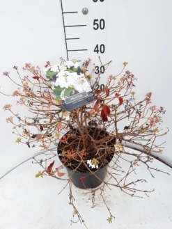 Sneeuwbal (Viburnum Plicatum 'Watanabe') -Planten Verkoopwinkel viburnum watanabe c10 v02