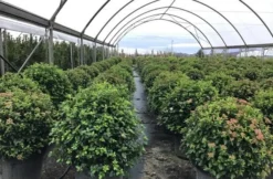 Sneeuwbal Als Bolvorm (Viburnum Tinus 'Eve Price') -Planten Verkoopwinkel viburnumtinuseveprice