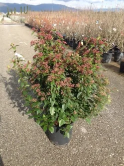 Sneeuwbal Als Bolvorm (Viburnum Tinus 'Spirit') -Planten Verkoopwinkel viburnumtinusspiritbol01