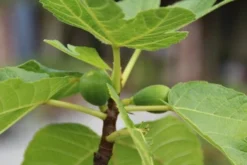 Vijg Als Solitair (Ficus Carica) -Planten Verkoopwinkel vijg 1 1 1