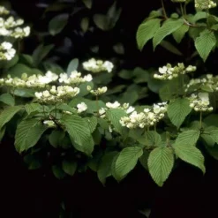 Sneeuwbal (Viburnum Plicatum 'Mariesii') -Planten Verkoopwinkel vipmarie 10