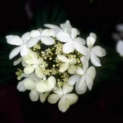 Sneeuwbal (Viburnum Plicatum 'Watanabe') -Planten Verkoopwinkel vipwatan 8 1