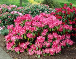Dwergrhododendron (Rhododendron 'Morgenrot')