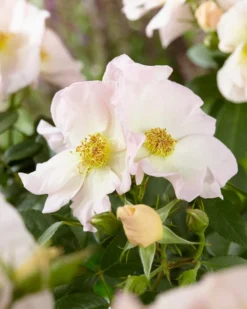 Roos (Rosa 'Sally Holmes')