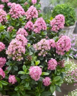 Escallonia (Escallonia 'Pink Elle')
