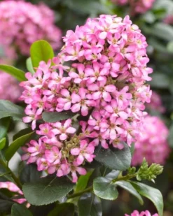Escallonia (Escallonia 'Pink Elle') -Planten Verkoopwinkel visi150248