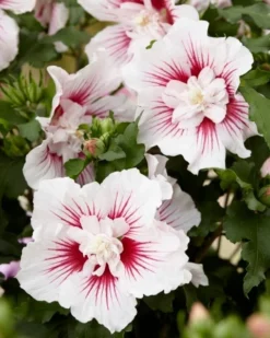Altheastruik (Hibiscus Syriacus 'Starburst Chiffon') -Planten Verkoopwinkel visi167006