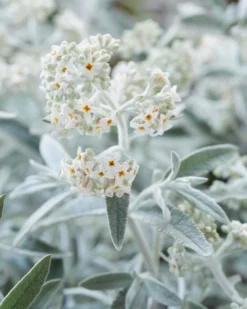Vlinderstruik (Buddleja 'Silver Anniversary') -Planten Verkoopwinkel visi185925