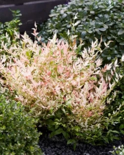 Hemelse Bamboe (Nandina Domestica 'Twilight') -Planten Verkoopwinkel visi197304